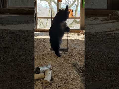 ブランコに乗るヒグマ