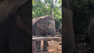 Majestic Moments: Walk Side by Side with Gentle Giants in the Wild