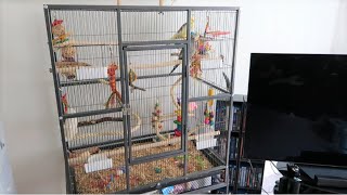 How to Setup Your Cockatiel's Cage | Parrot Cage Setup | TheParrotTeacher screenshot 2