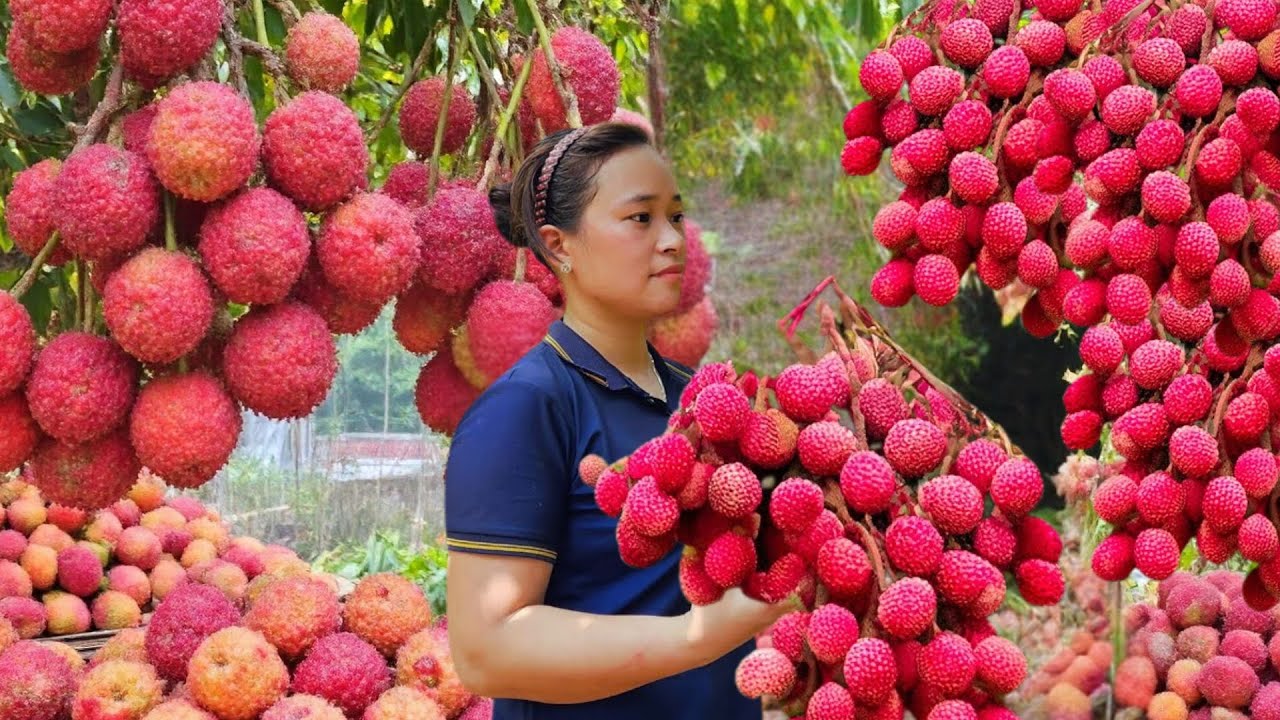 Harvesting Mutant Lychees for Sale , The Fruit That’s Driving Everyone in China Crazy