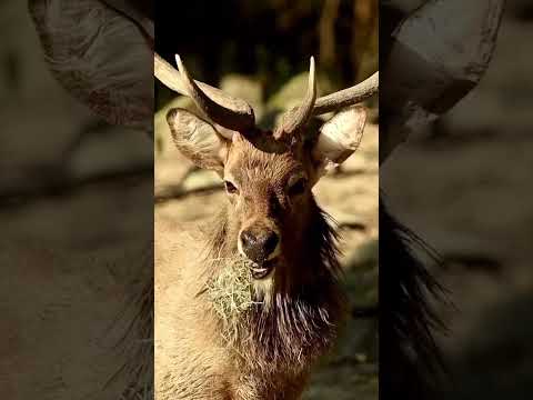 Video: Apakah rusa makan jerami?