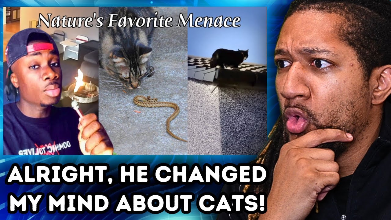 Cats Are THIS POWERFUL!? (Casual Geographic)  | Reaction