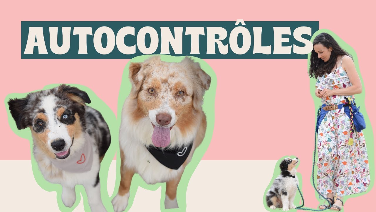 2 secrets incontournables pour avoir un chien calme - Explication des autocontroles