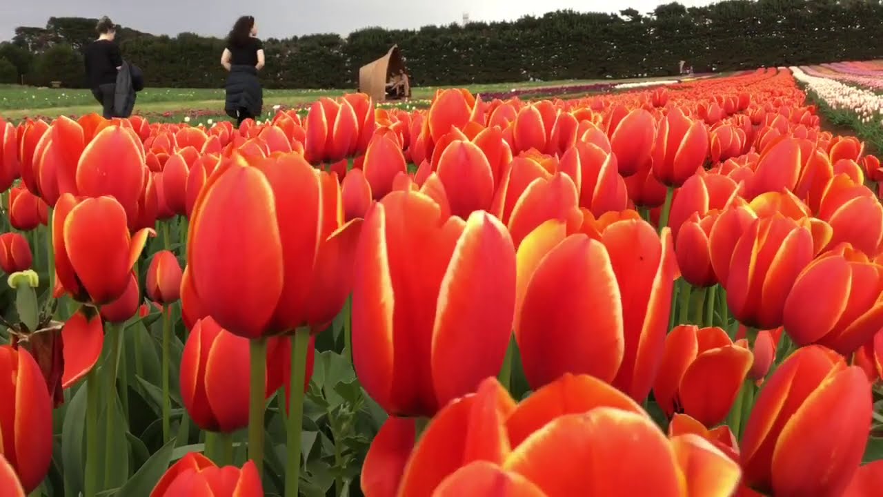Tasmania’s spectacular tulip farm - Van Diemen Quality Bulb, Table Cape Wynyard 2020