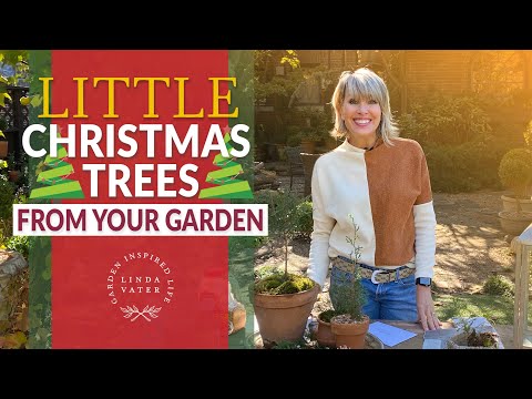🌲👩🏼‍🌾🌲 Tiny Christmas Trees from your Garden  || Linda Vater