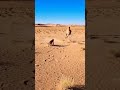 Wild Arena | Camel vs Lion – Ultimate Desert Showdown (8K Ultra Realistic)