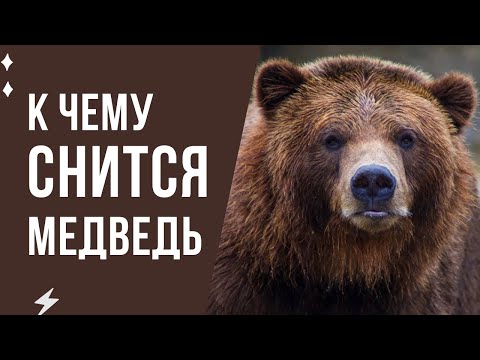 К чему снится медведь. Значение сна про медведя. Толкование сна Медведь.