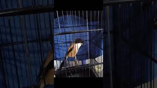 Download Lagu suara burung cendet full tembakan kuntilanak..cocok untuk masteran MP3