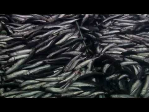 The End of the Line - Fish Farming