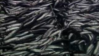 The End of the Line - Fish Farming