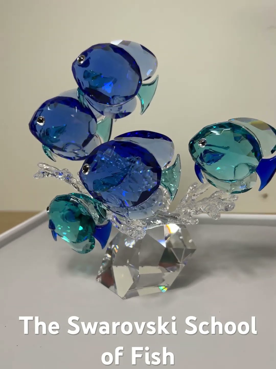 スワロフスキー【仲良し学級】魚の学校 Swarovski Sealife Collection Shelly & Sam Fish MultiColors