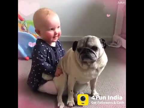 crazy-dogs-indian-funny-videos,-whatsapp-status---4fun