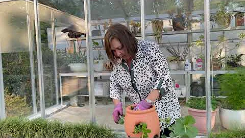 How to Plant a Strawberry Pot with Robin Pollack