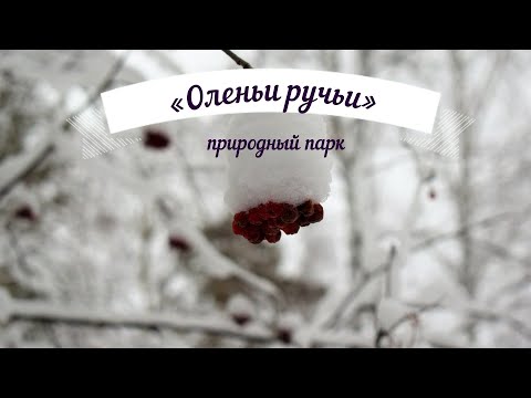 Природный парк «Оленьи ручьи». Прогулка по парку.