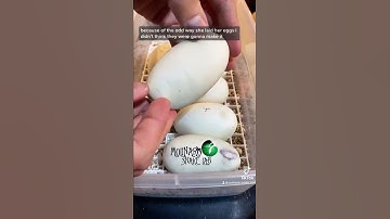 🐍 Egg check up 🧪 #snakes #shorts #ballpython #snakebreeder #eggs