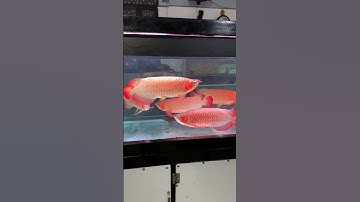 Hồ ngũ long huyết dòng Sepauk 02 năm tuổi  #carong