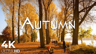 Enchanting Autumn Forests with Beautiful Piano Music?4K Autumn Ambience & Fall Foliage