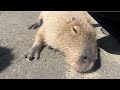 Relaxing Capybara 撫でられるとすぐにゴロンするカピバラたち　#capybara #カピバラ