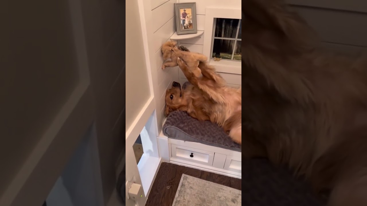 my golden retriever loves SIMBA! 