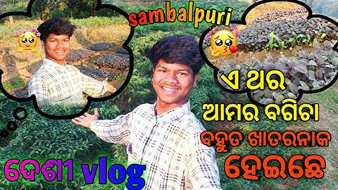 “ଆଜି ବଗିଚାରେ ହେଲା ଭୟଙ୍କର କିଛି! 😱 | Village Vlog Sambalpuri”