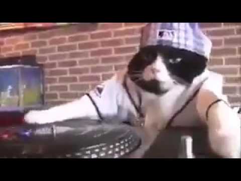 new-dj-kitty-cat-funny-video