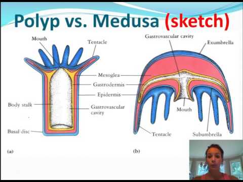 Phylum Cnidaria  - General Characteristics