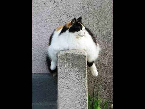 おもしろ可愛い 世界のデブ猫大集合 Funny And Cute Fat Cat Around The World Youtube