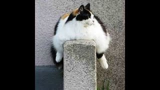 おもしろ可愛い 世界のデブ猫大集合 Funny And Cute Fat Cat Around The World Youtube