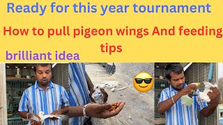 How to ready for this year pigeon tournament tips for beginners #petsworld #love #best #pigeon