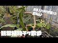 【観葉植物チワ散歩】お手入れが行き届いたら宝の山♪お洒落な植物見せますよ〜^ ^