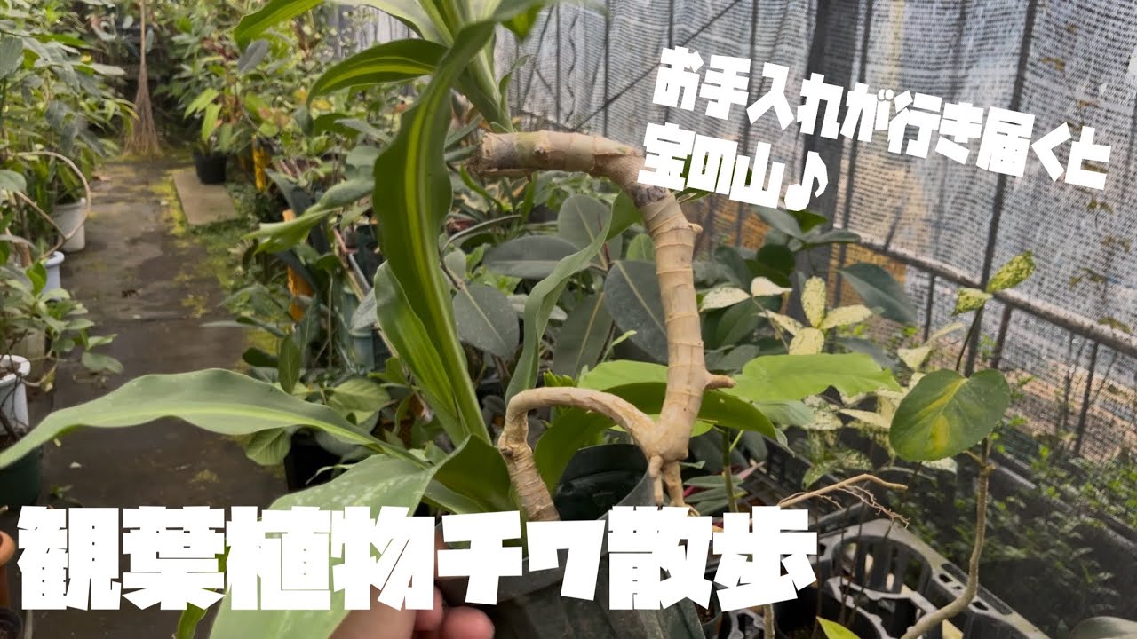 【観葉植物チワ散歩】お手入れが行き届いたら宝の山♪お洒落な植物見せますよ〜^ ^
