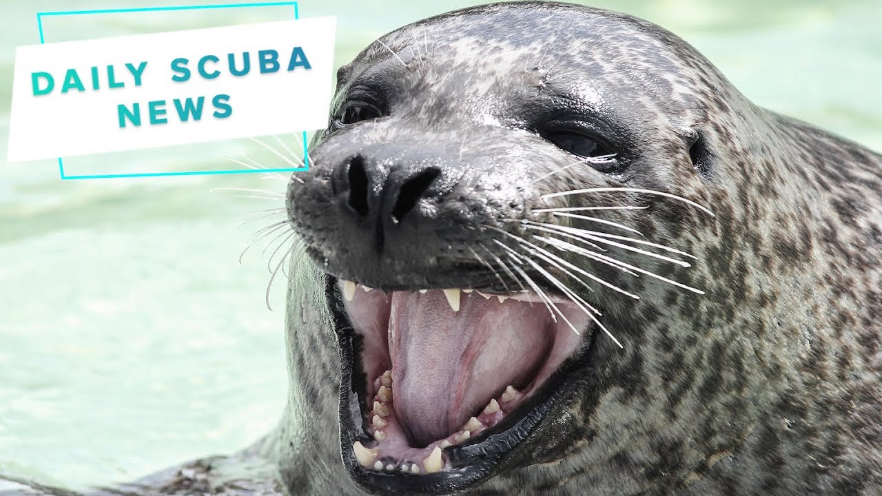 chubby angry seal