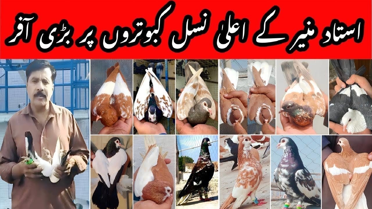 Muneer Bhai Kabootar setup update | Best Offers