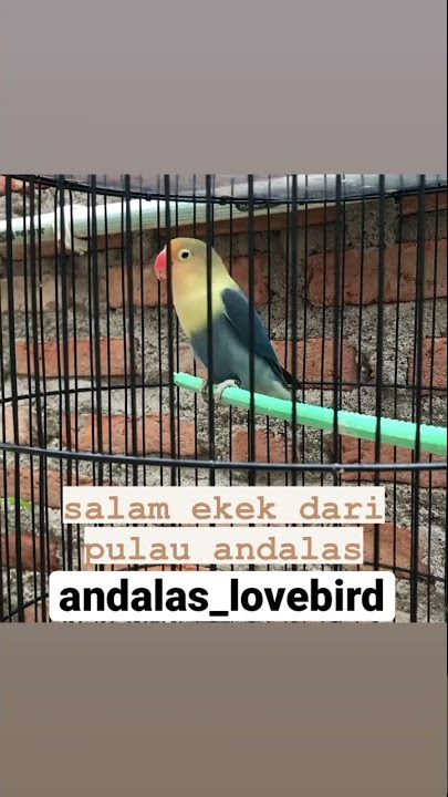 LOVEBIRD PB VIO EKEK MENUJU PRO