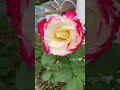 The Rose that Shows Its True Colours #explorelearngrow #nature #roseshorts #doubledelight #shorts
