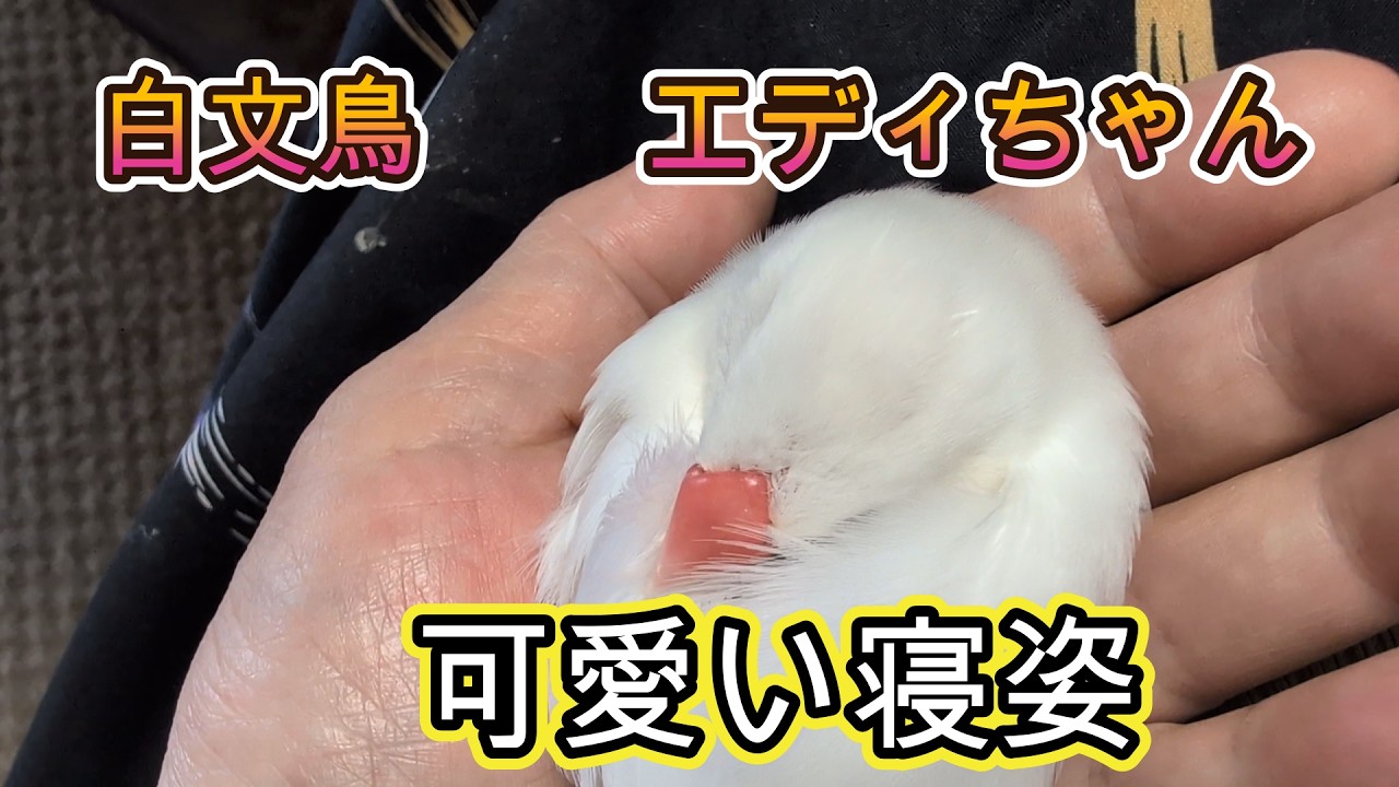 ある日ある時 白文鳥エディちゃん White Sparrow EDI One Day One Time 