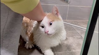 강아지 같은 길고양이 구조후 첫 목욕은 어떨까ㅣ Rescued stray cat’s first shower l 개냥이 , 진돗개