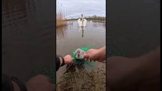 Download Lagu POV Immediate Danger Mother Swan Charges At The Lens MP3