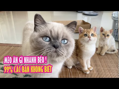 Video: Làm thế nào để cung cấp cho mèo của bạn Gel bổ sung calo cao