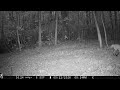 Red Fox in the Woods