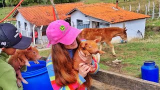 Dia na Roça/ Porcos, Vacas Caíram do Barranco/Dando Cálcio na vaca que atolou no Brejo/Dicas Rurais.