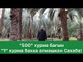 "500" түп курма багын "1" түп курма бакка алмашкан Сахаба!  Мадина шаары.  Шейх Абдишүкүр Нарматов.