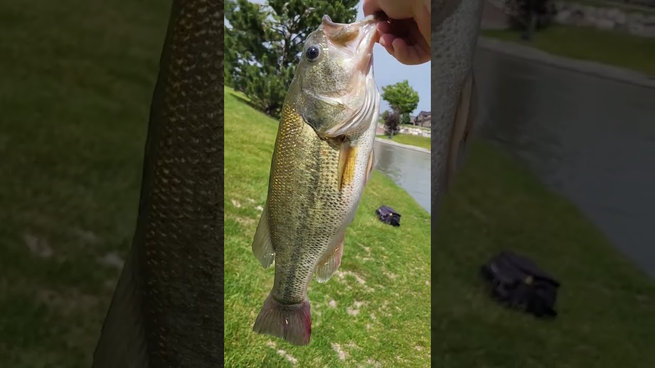 creek fishing for big bass! #fishing #fish #bass #bassfishing #relaxing #sports #shorts