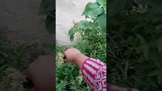 hearvsting ?? carrots seeds tipesnature garden gardening food food natrualvillagelife village