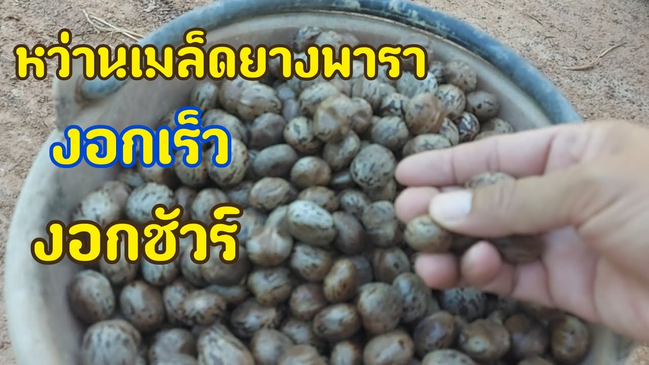 💥วิธีหว่านเมล็ดยาง ขยายพันธุ์ยาง | DEAW CHANNEL