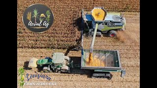 Claas Lexion Shelling Corn in Louisiana 4K