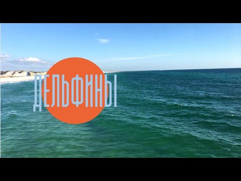 Дельфины из Панама -Сити. Позитивчик
