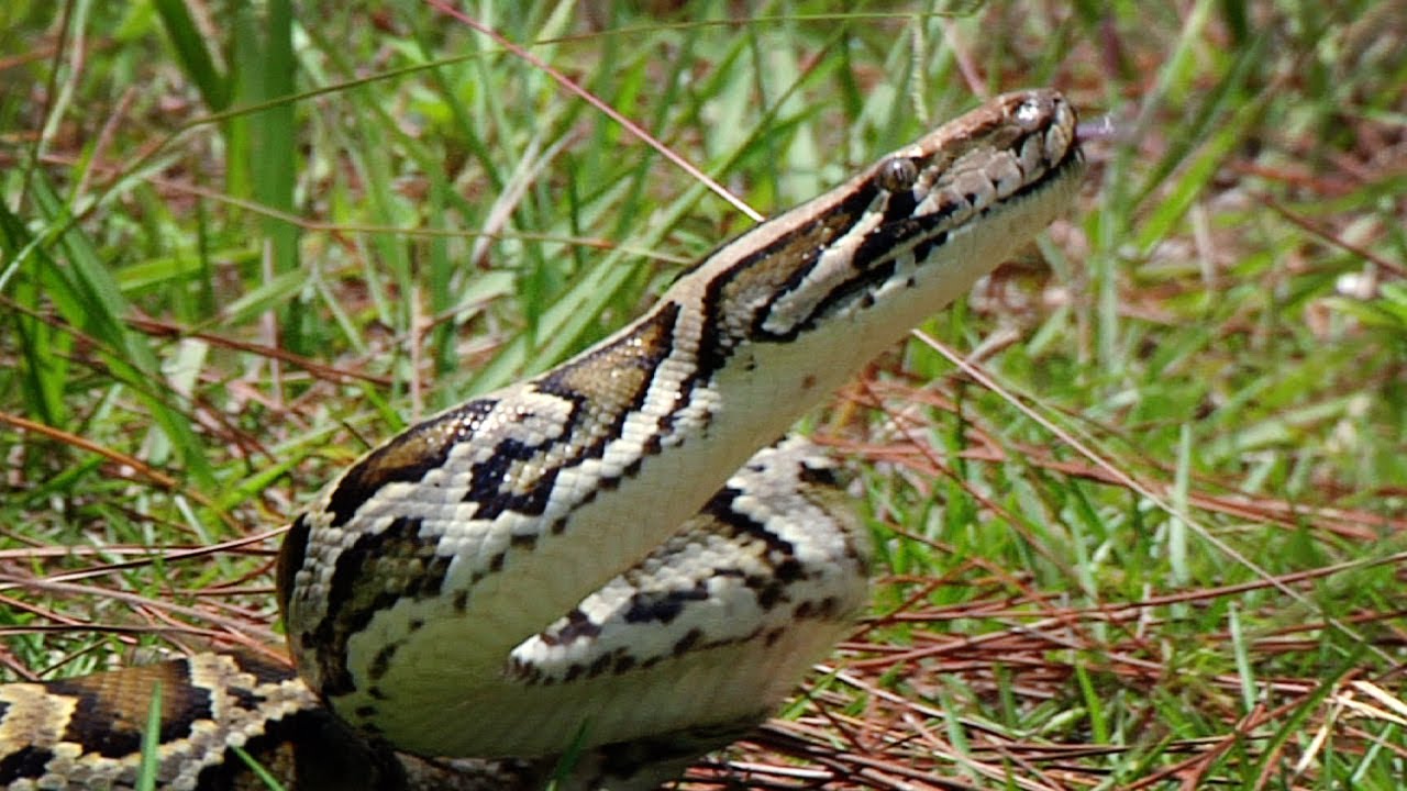 Dangerous Invaders 11, Python vs Human - YouTube