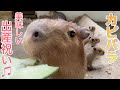 カピバラのリコッタ母さんに天国から出産祝いが届きました!!
