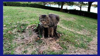 切り株の上に隠れた野良猫をナデナデしてきた